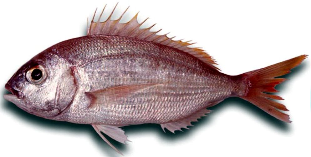 Pagellus bellottii_02.jpg